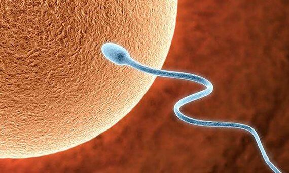 Biologické funkce pre -ejakulace